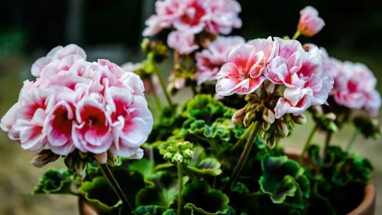 Your Geraniums Stall in the Late-Summer Heat – Here’s the One Reset That Brings the Blooms Back
