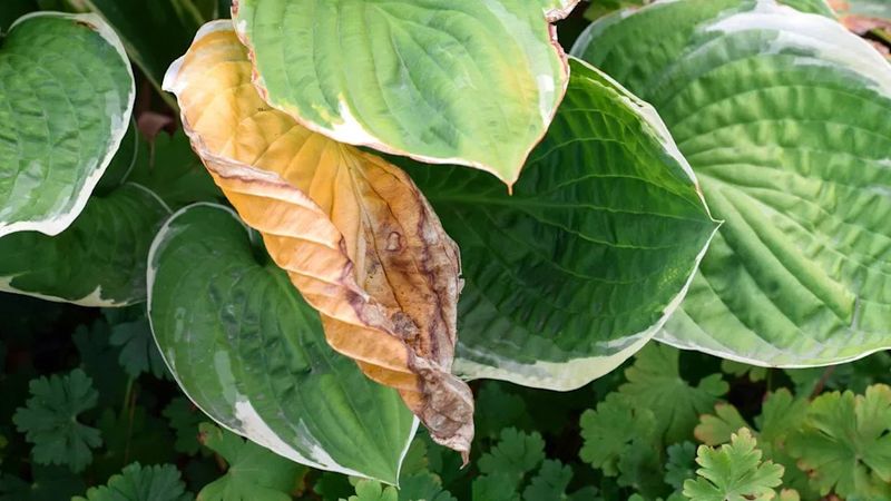 Your Hostas Keep Looking Thin and Torn Because of These 7 Easy-to-Miss Mistakes