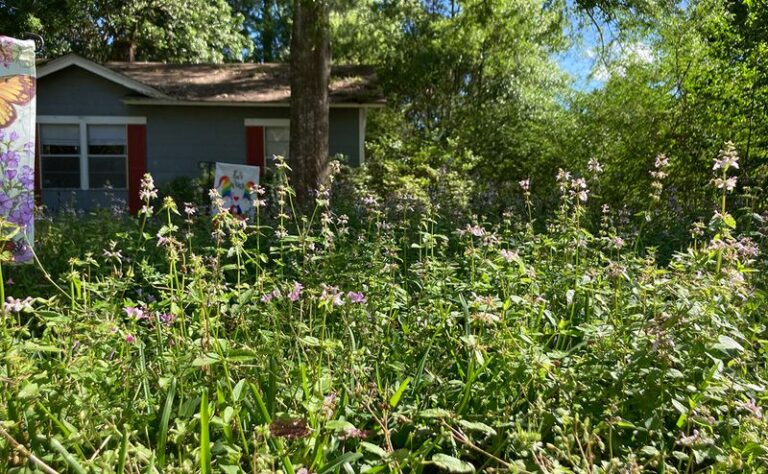 The Low-Growing Native Herb North Carolina Gardeners Tuck Around Zinnias to Choke Out Weeds All Summer