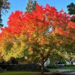 The Shade Tree California Neighborhoods Are Quietly Planting to Cool Their Yards and Cut Summer Cooling Bills