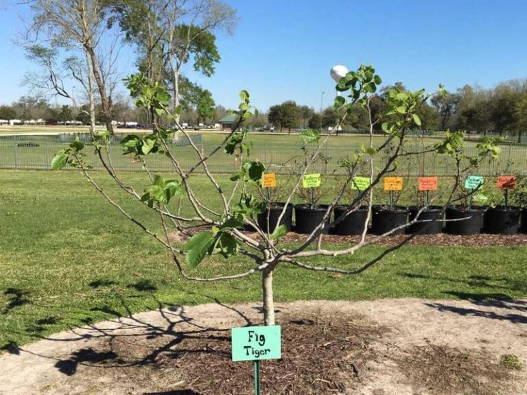 Prune Your Fig Tree at the Right Time and Next Year’s Growth Pays You Back