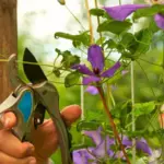 Your Clematis Grows Lush Vines but Won’t Flower – Here’s the One Hidden Mistake Behind It