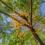 This Fast-Spreading Invasive Tree Is Choking Out More Central Texas Creek Land Than Fire Ants