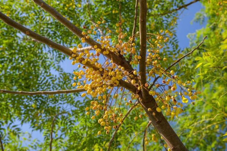 This Fast-Spreading Invasive Tree Is Choking Out More Central Texas Creek Land Than Fire Ants