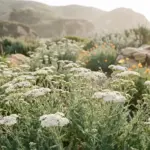 The California Groundcovers That Replace Your Thirsty Lawn in Full Sun and Need Almost No Water After Year One