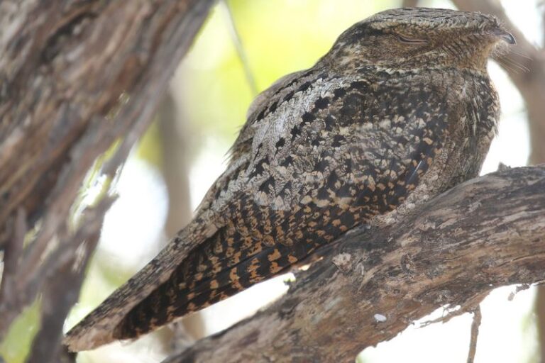 7 Florida Yard Conditions That Draw Chuck-Will’s-Widows to Call Near Your House at Night