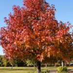 Florida fall color is easier than most yards make it look – start with these 7 trees