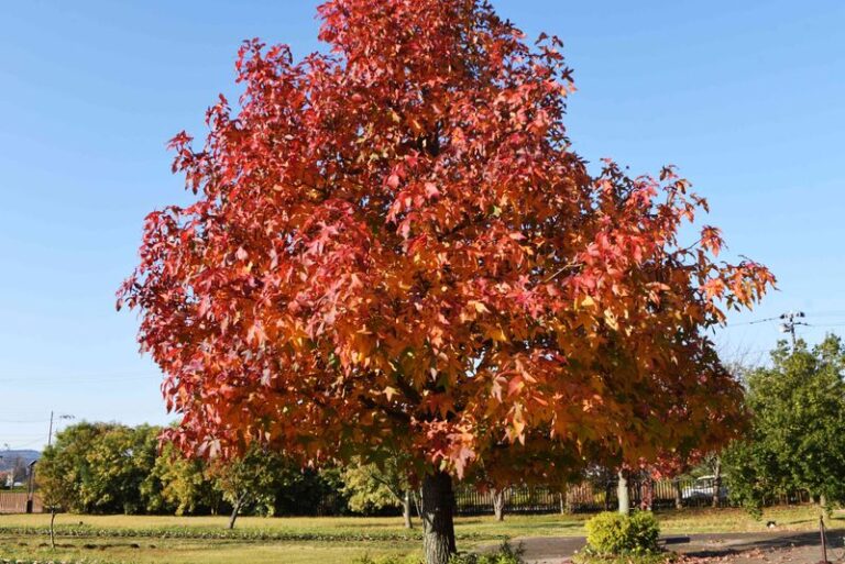 Florida fall color is easier than most yards make it look – start with these 7 trees