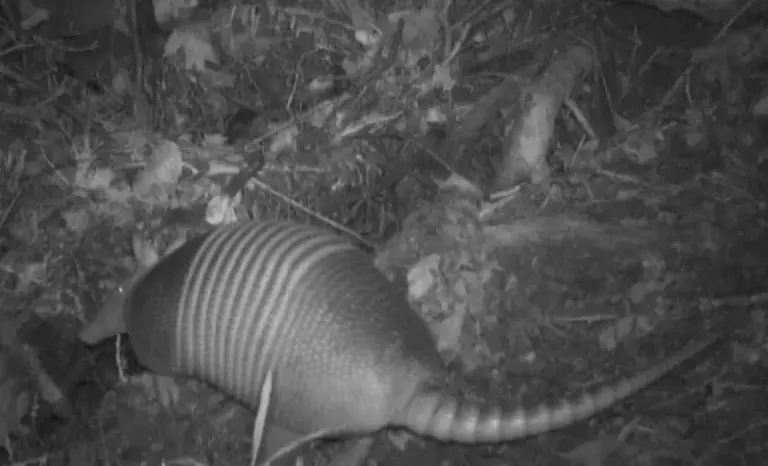 What It Means When an Armadillo Starts Digging Up Your Central Texas Yard at Night