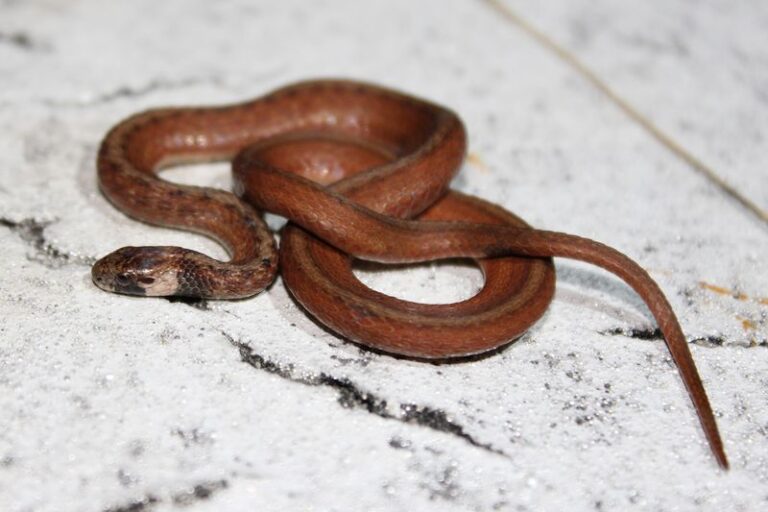 Why Small Snakes Are Suddenly Turning Up Around Your Florida Doorstep This September