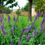 Mexican Oregano on Your Central Texas Patio: Real Garden Benefits and an Honest Roach-Control Plan