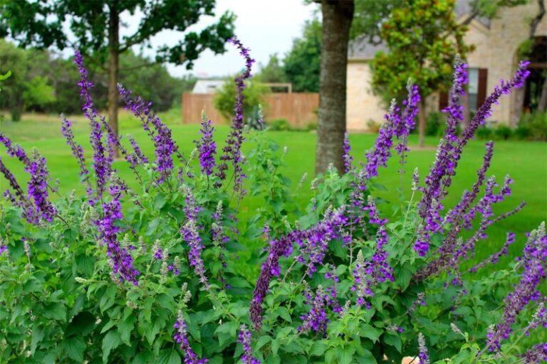 Mexican Oregano on Your Central Texas Patio: Real Garden Benefits and an Honest Roach-Control Plan