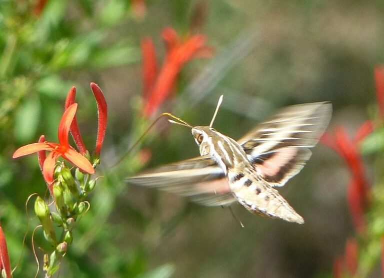 What It Really Means When Hummingbird Moths Start Hovering Over Your California Flowers at Dusk