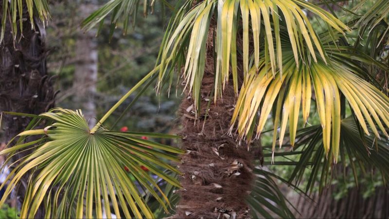Those rough “boots” on a Florida palm aren’t junk — here’s what you remove with them