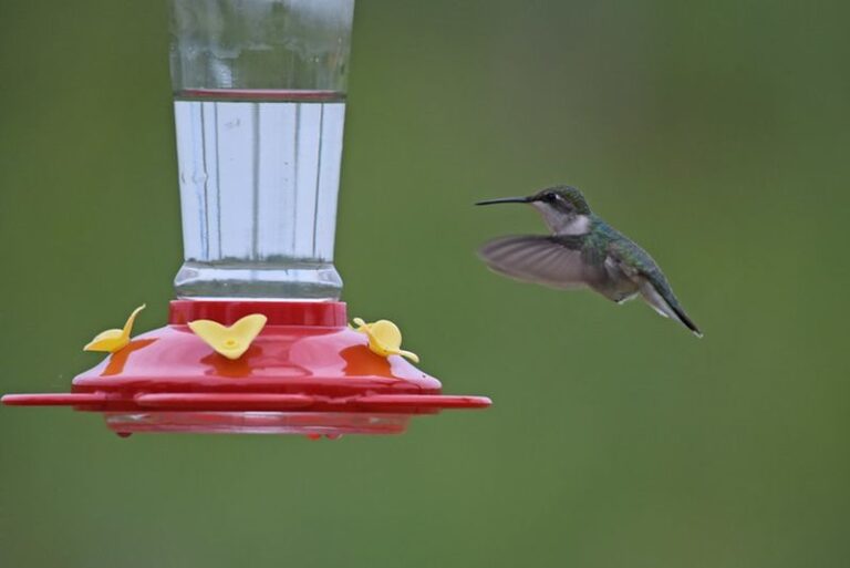 Your Hummingbird Feeder Sits Full but No Birds Come Because One Fall Signal Changed