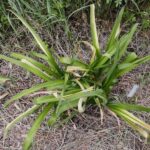 Why Daylilies Brown or Turn Mushy in Fall and How to Clean Them Up Safely