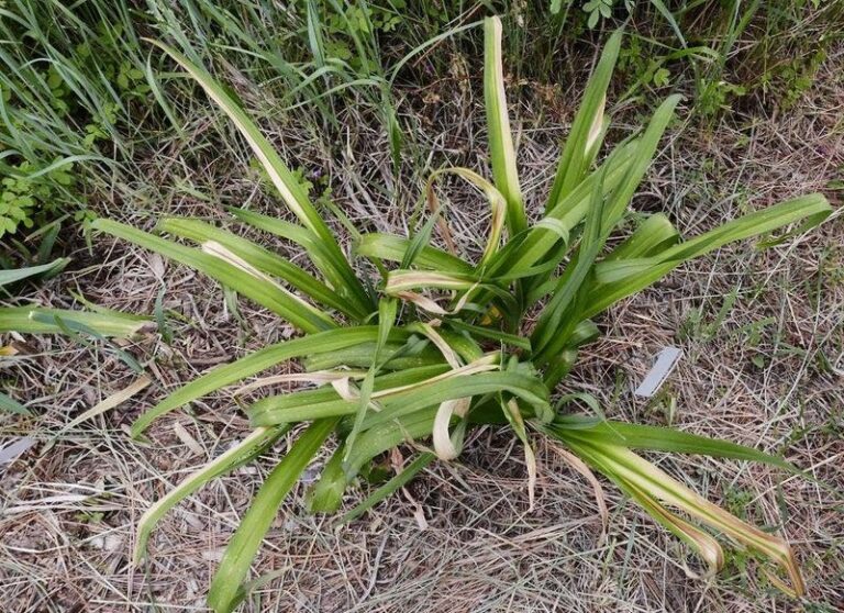 Why Daylilies Brown or Turn Mushy in Fall and How to Clean Them Up Safely