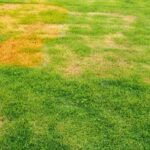Brown patches in your Florida lawn this September usually point to this before drought does