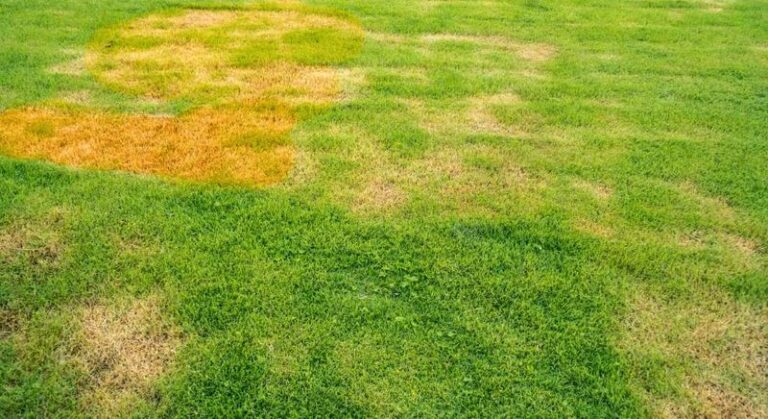 Brown patches in your Florida lawn this September usually point to this before drought does