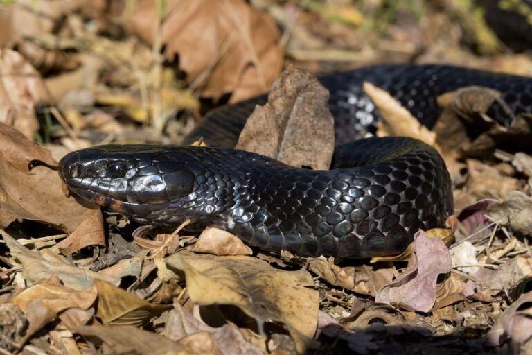 7 Florida Yard Signs That an Eastern Indigo Snake Has Moved In – and Why That’s the Best News You’ll Get