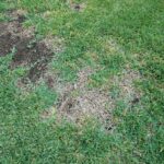 Tan rings in a Central Texas lawn may be take-all root rot – but check before you water or treat