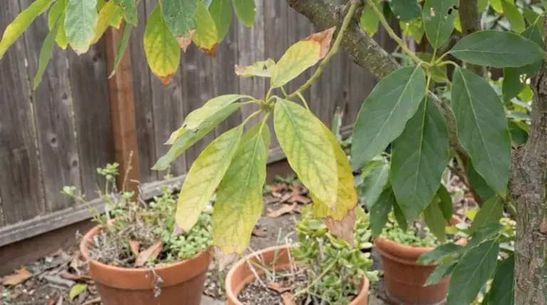 Why Your California Avocado Tree Suddenly Drops Its Leaves in a Heat Wave, and the Fix That Feels Wrong but Works