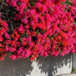 Do This to Your Central Texas Bougainvillea Now So It Keeps Exploding With Color Through the Fall Heat