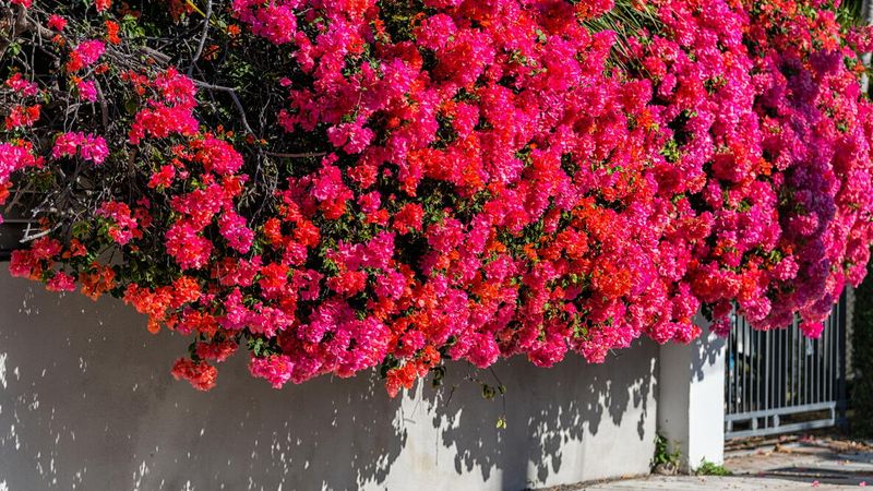 Do This to Your Central Texas Bougainvillea Now So It Keeps Exploding With Color Through the Fall Heat