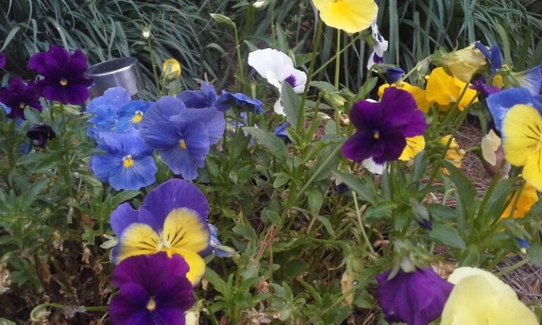 Your Central Texas Pansies Are Stalling and Turning Leggy Because You Planted Them Before the Soil Cooled