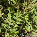 The Texas Garden Weed Spreading Twice As Fast As Fire Ants and How To Kill It Before It Seeds