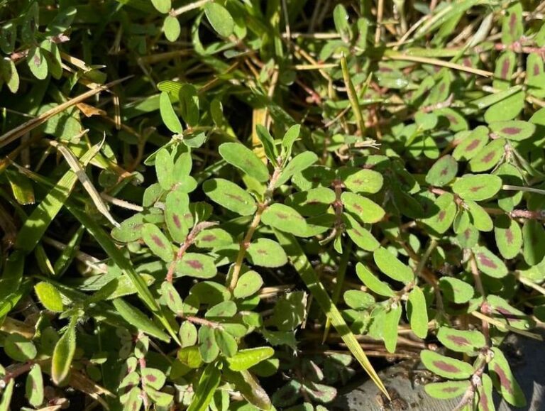 The Texas Garden Weed Spreading Twice As Fast As Fire Ants and How To Kill It Before It Seeds