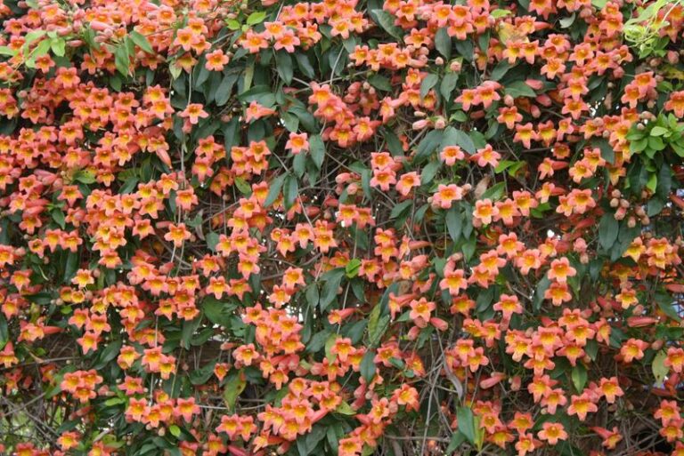 The One Fast-Growing Native Texas Screen Plant That Fills a Bare Fence Thick Without a Drop of Irrigation