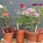 Your Potted Geraniums Slow Down Fast When the Feeding Routine Stays Off
