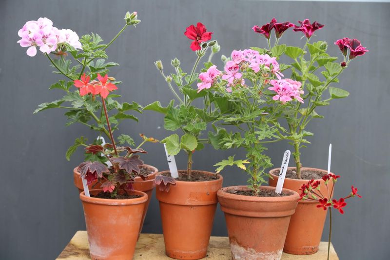 Your Potted Geraniums Slow Down Fast When the Feeding Routine Stays Off
