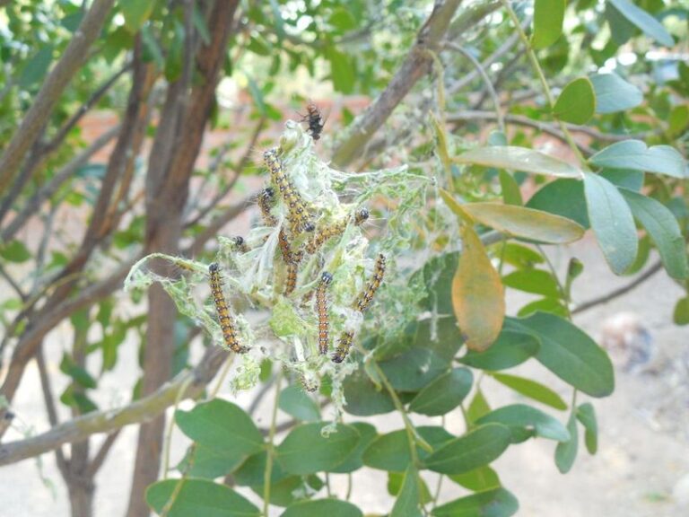 That Faint Rattle of Dry Seed Pods on Your Central Texas Mountain Laurel Warns of a Caterpillar Infestation