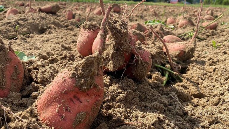 Why Sweet Potatoes Practically Grow Themselves in North Carolina’s Sandy Soil and Long Warm Season