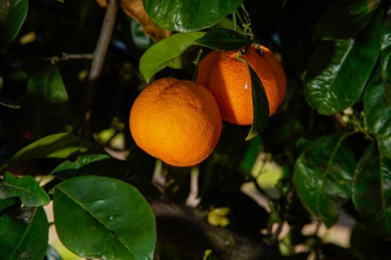Why Some California Yards Are Giving Up Citrus Trees, and What Owners Plant Instead
