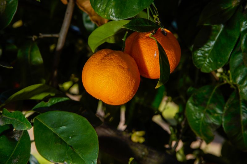 Why Some California Yards Are Giving Up Citrus Trees, and What Owners Plant Instead