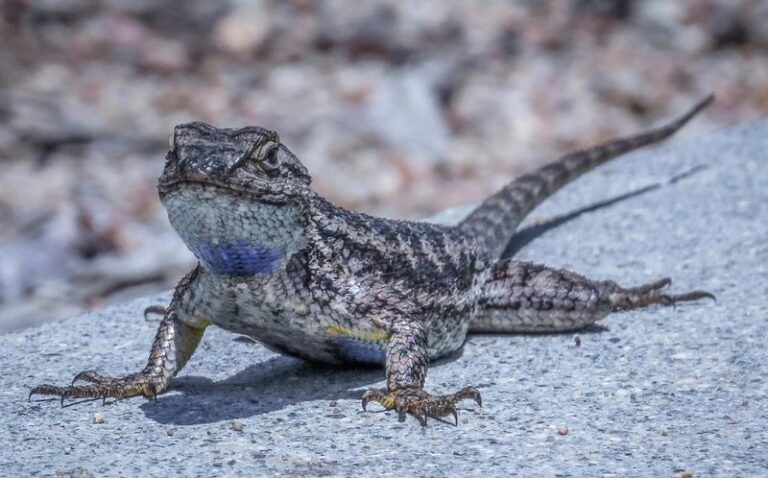 What It Really Means When Fence Lizards Suddenly Vanish From Your California Yard, and the Pests They Quietly Kept in Check