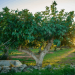 What To Do With Your Central Texas Fig Tree Now So It Keeps Setting Fruit Through the Late-Summer Heat