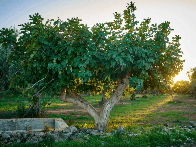 What To Do With Your Central Texas Fig Tree Now So It Keeps Setting Fruit Through the Late-Summer Heat
