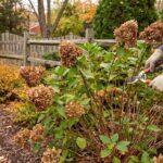 Don’t Ruin Your Final Hydrangea Show — Here’s the End-of-Season Care Slip That Cuts Next Year’s Blooms