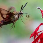 What It Really Tells You When Hummingbird Moths Start Visiting Your North Carolina Garden at Dusk