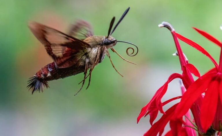 What It Really Tells You When Hummingbird Moths Start Visiting Your North Carolina Garden at Dusk