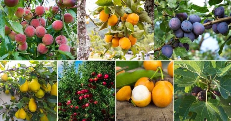 7 Easy Florida Fruit Trees That Reward Neglect Instead of Punishing It