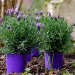 The One Trick That Keeps a Potted Lavender Thriving Through the Central Texas Heat Instead of Slowly Dying