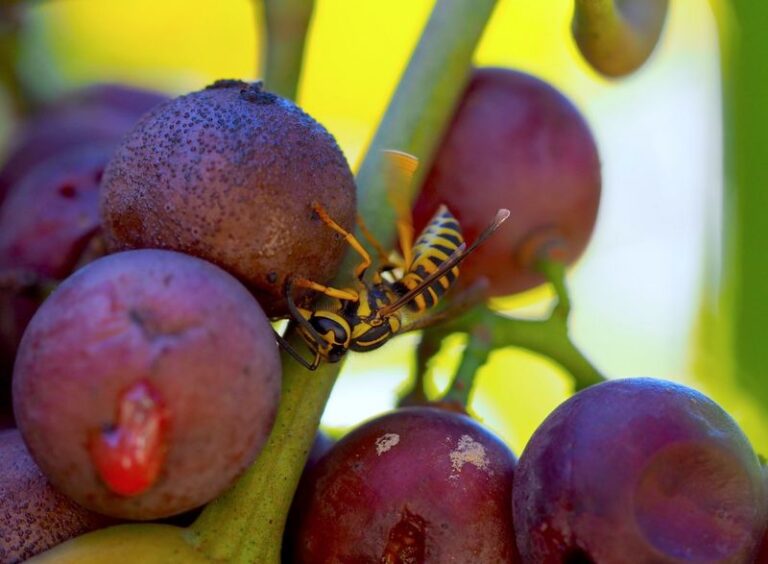 Yellow Jackets Are Swarming Your Grape Harvest and Feasting Before You Can Pick — Here’s How to Drive Them Off