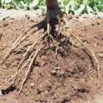 Why Your California Avocado Tree Develops Root Rot in Late Summer, and the Watering Habit That’s Quietly Causing It