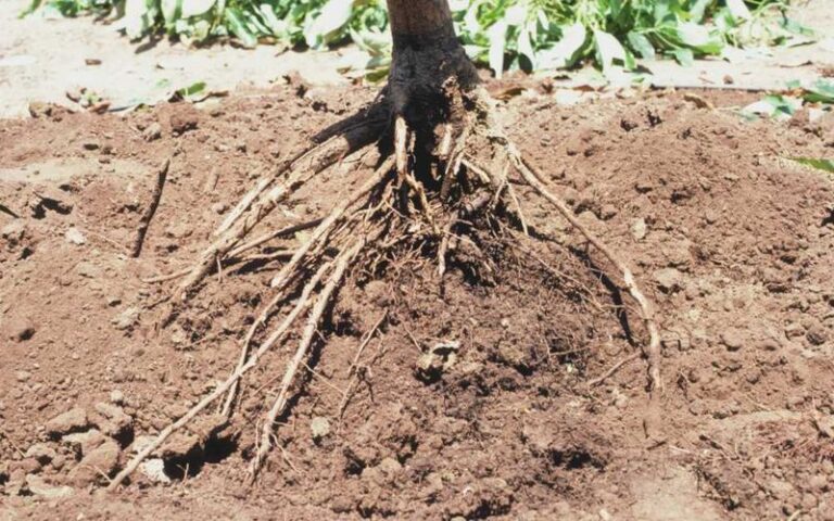 Why Your California Avocado Tree Develops Root Rot in Late Summer, and the Watering Habit That’s Quietly Causing It