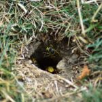 Keep Yellowjackets From Nesting in Your North Carolina Lawn by Checking This One Dry Spot Now